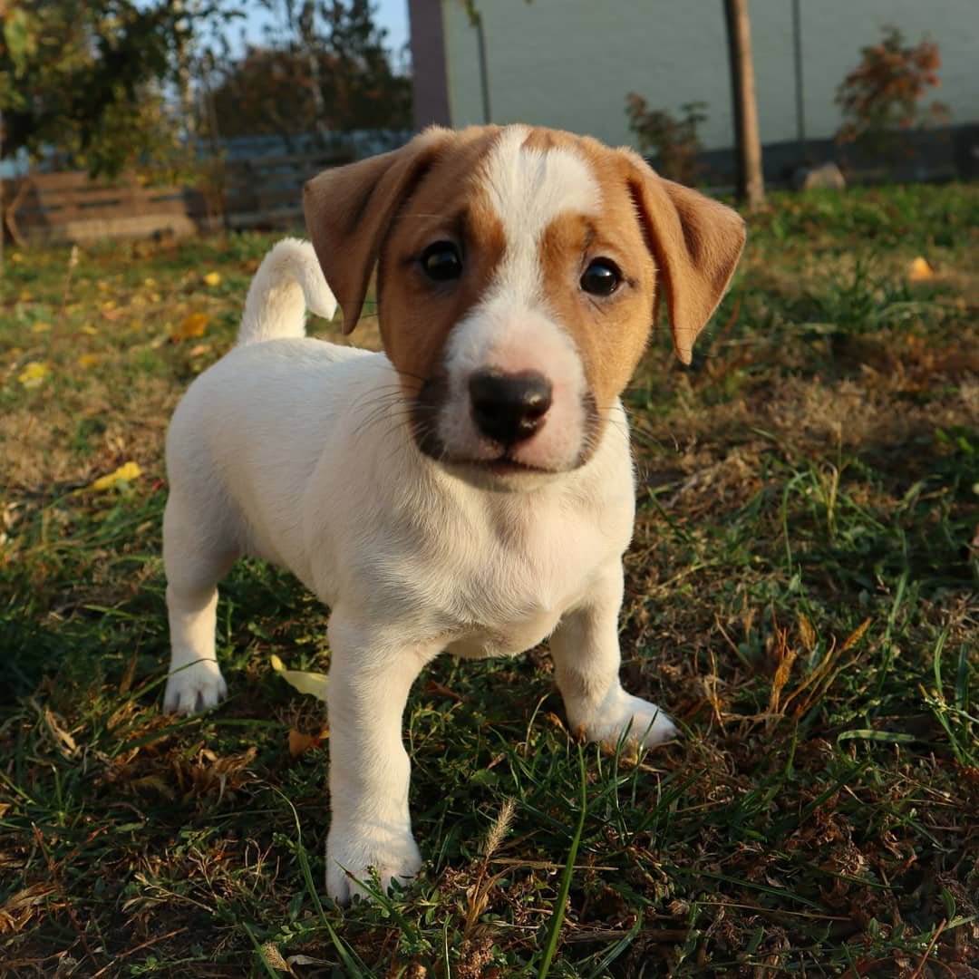 jack.russell.family_1571733188_2160177013448319833_7676650761