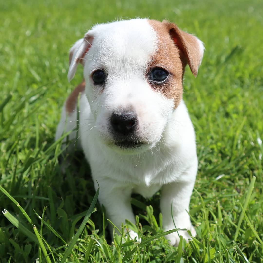jack.russell.family_1590400094_2316766364163777839_7676650761