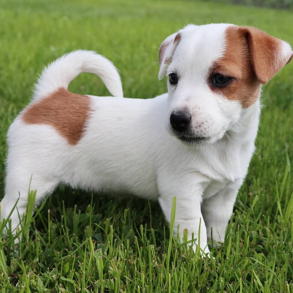 jack.russell.family_1591103366_2322665837582782486_7676650761