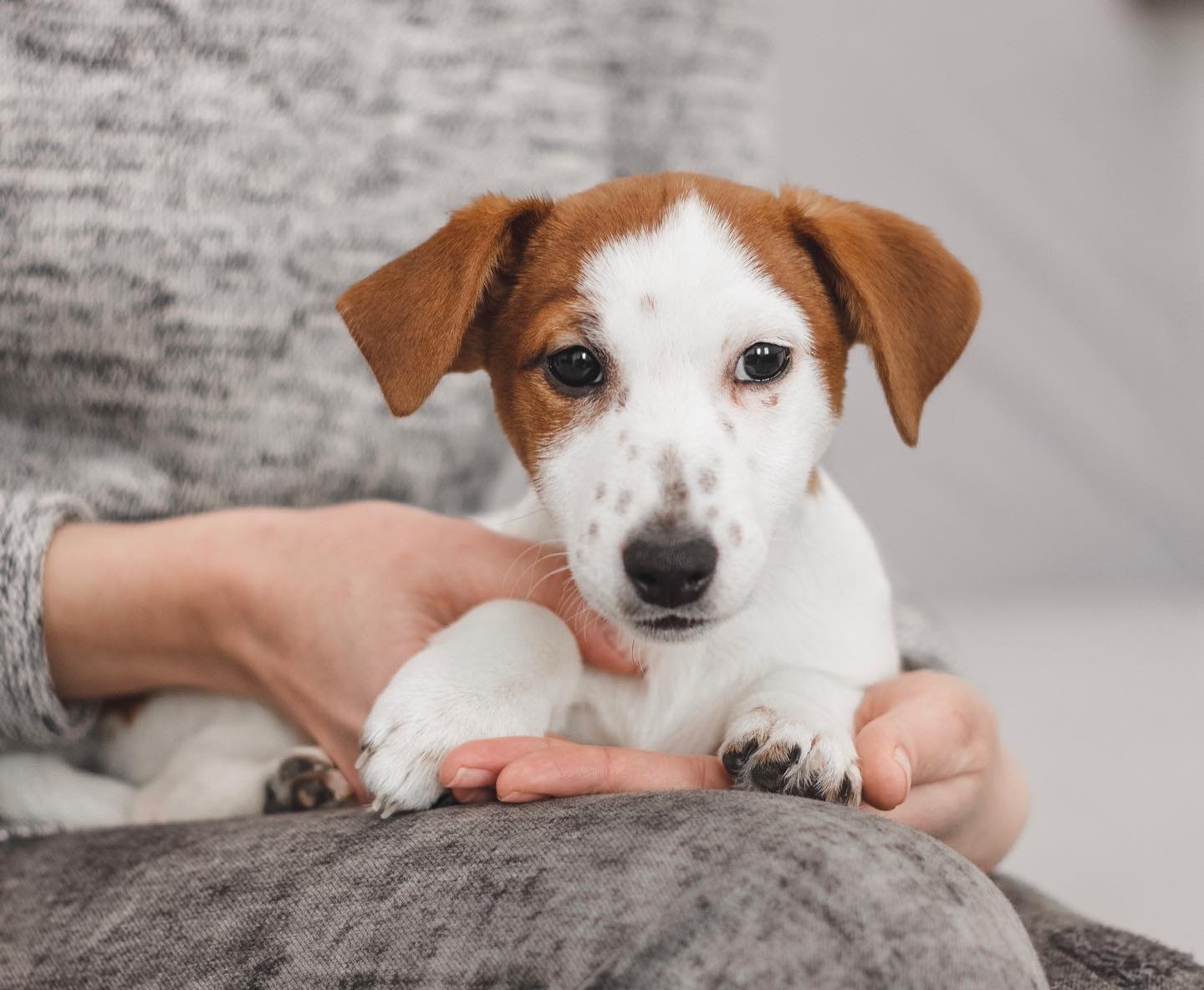 jack.russell.family_1615274859_2525431024793221740_7676650761